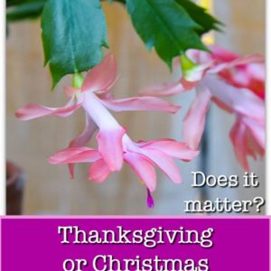 salmon pink thanksgiving cactus with text overlay, Thanksgiving or Christmas Cactus.