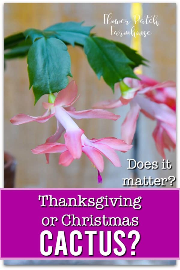 salmon pink thanksgiving cactus with text overlay, Thanksgiving or Christmas Cactus.