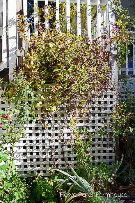 Prune Clematis to Refurbish and get Top to Bottom Blooms