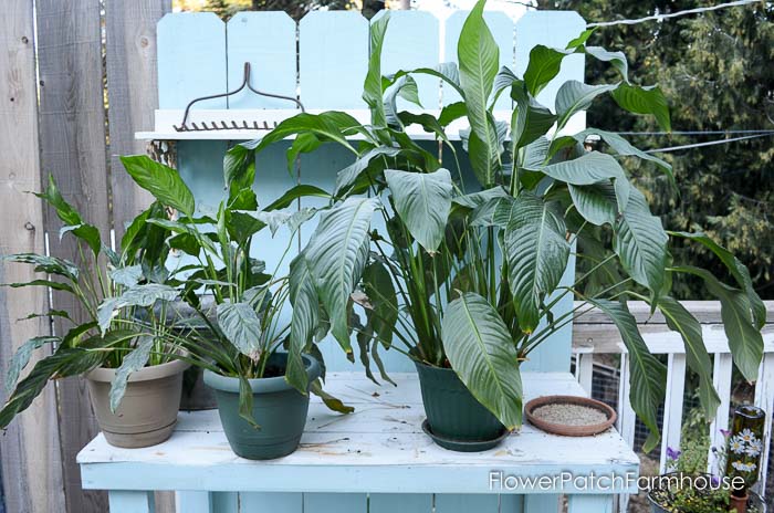 Peace Lily care