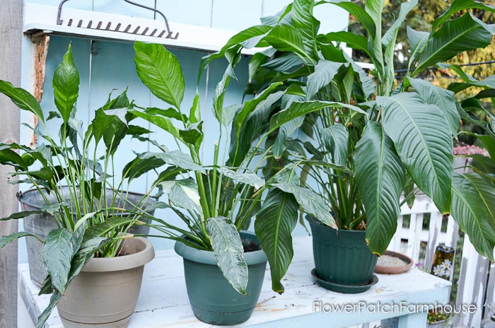 Peace Lily plants, Houseplants for your Skin, FlowerPatchFarmhouse.com