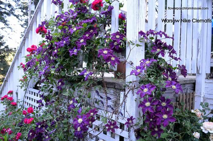 Warsaw Nike clematis climbing up a porch post and stair rail. 