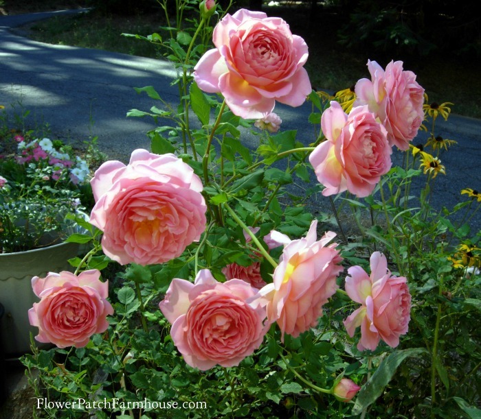 Jubilee Celebration David Austin Rose