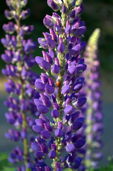 Ladybug on lupine