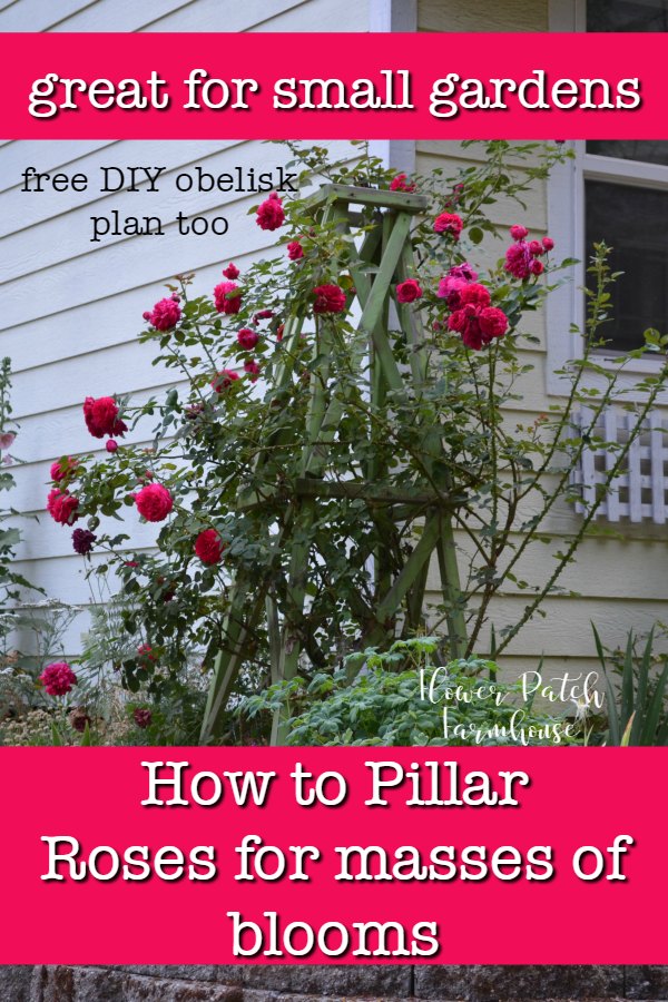 Tess d'Ubervilles rose climbing a diy obelisk, Text overlay How to pillar a rose, flowerpatchfarmhouse