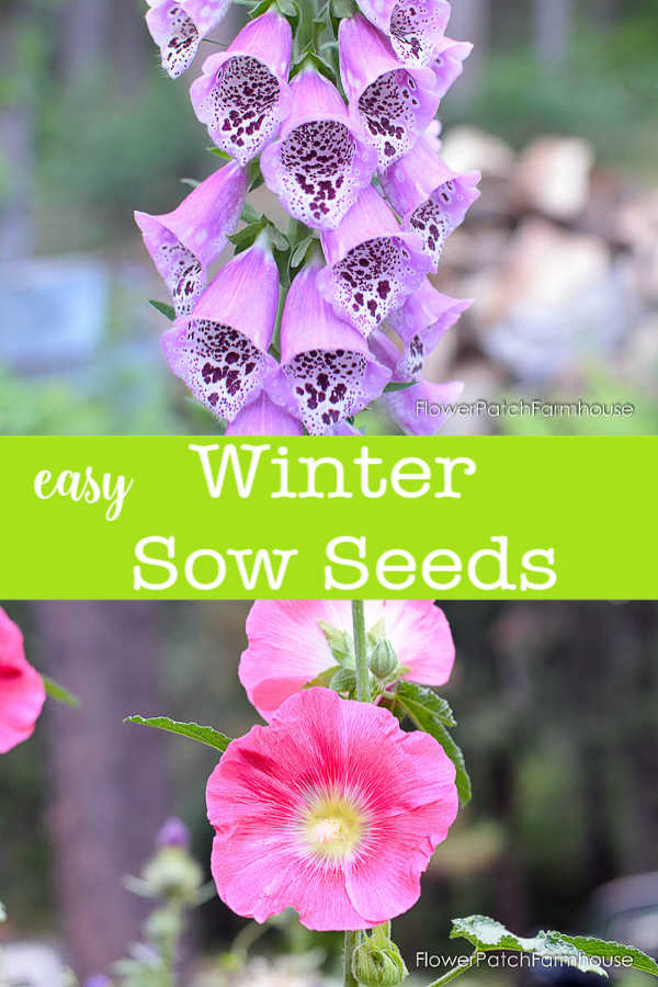 easy Winter Sow Seeds, foxgloves, hollyhocks and more