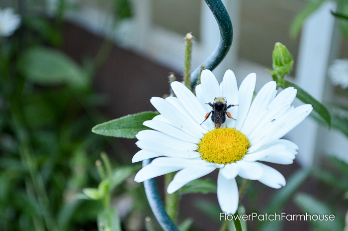 bee on a white shasta daisy in the garden