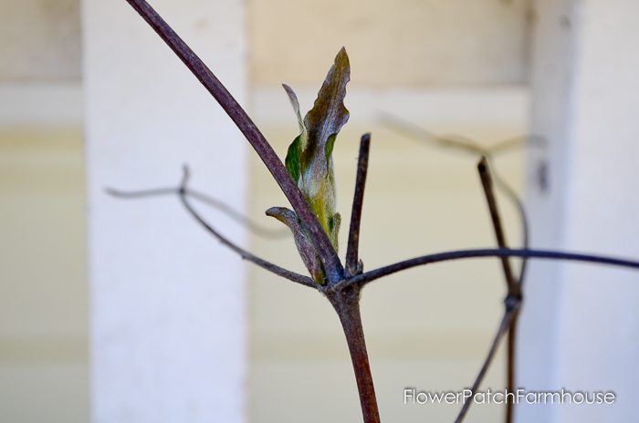 Spring pruning my Clematis. It isn't hard at all and once you see how I prune my clematis you'll be grabbing your pruners and cleaning up yours for beautiful blooms.