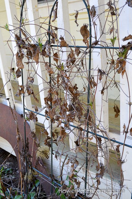 Spring pruning my Clematis. It isn't hard at all and once you see how I prune my clematis you'll be grabbing your pruners and cleaning up yours for beautiful blooms.