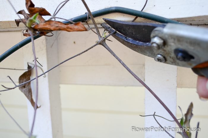 Spring pruning my Clematis. It isn't hard at all and once you see how I prune my clematis you'll be grabbing your pruners and cleaning up yours for beautiful blooms.