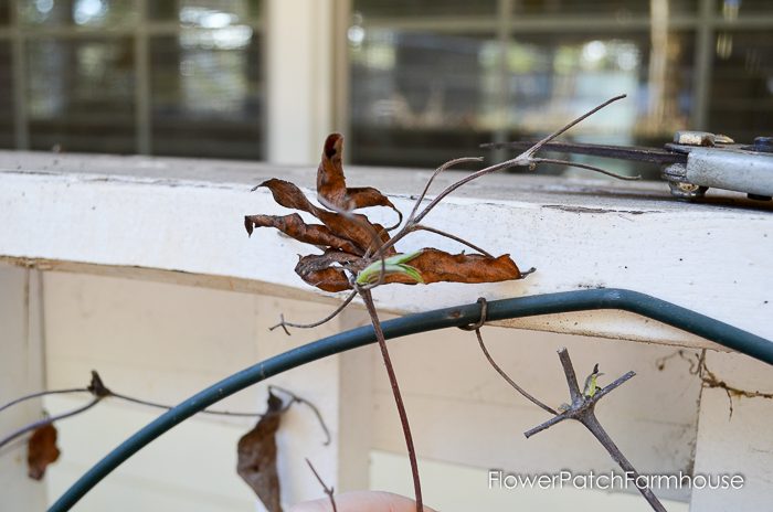 Spring pruning my Clematis. It isn't hard at all and once you see how I prune my clematis you'll be grabbing your pruners and cleaning up yours for beautiful blooms.