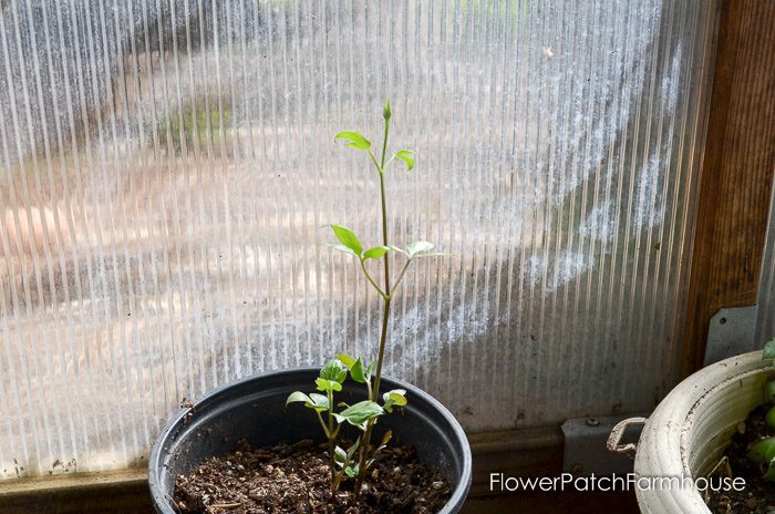 Update on my Clematis