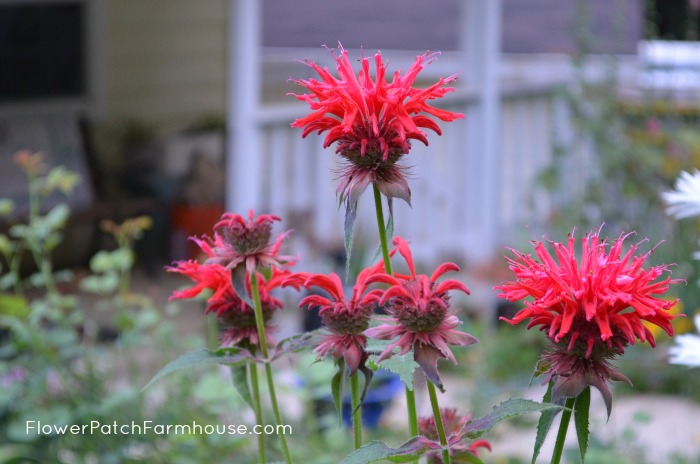 How to propagate by root divisions, free plants by dividing your perennials. Its good for the plant and its great for you!