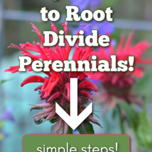 red bee balm flower with text overlay: why and how to root divide perennials. Arrow pointing to green button with text overlay: simple steps! Flower Patch farmhouse