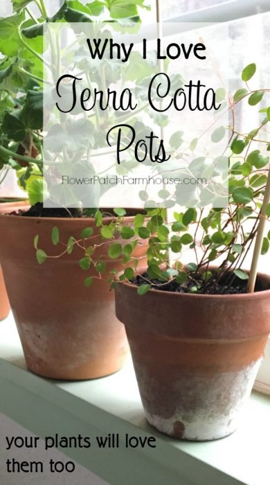 Plants in terra cotta pots in window with text overlay: Why I love terra cotta pots and so will your plants