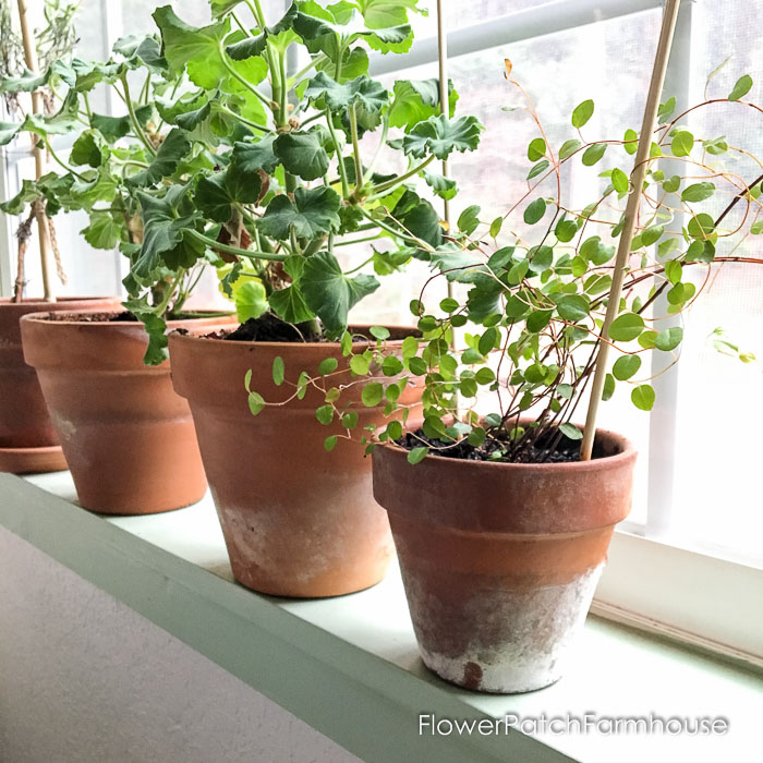 Various plants in terra cotta pots on windowsill