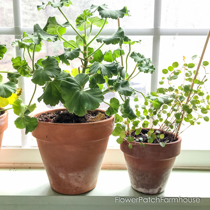 Geranium and wire vine in terra cotta pots in window