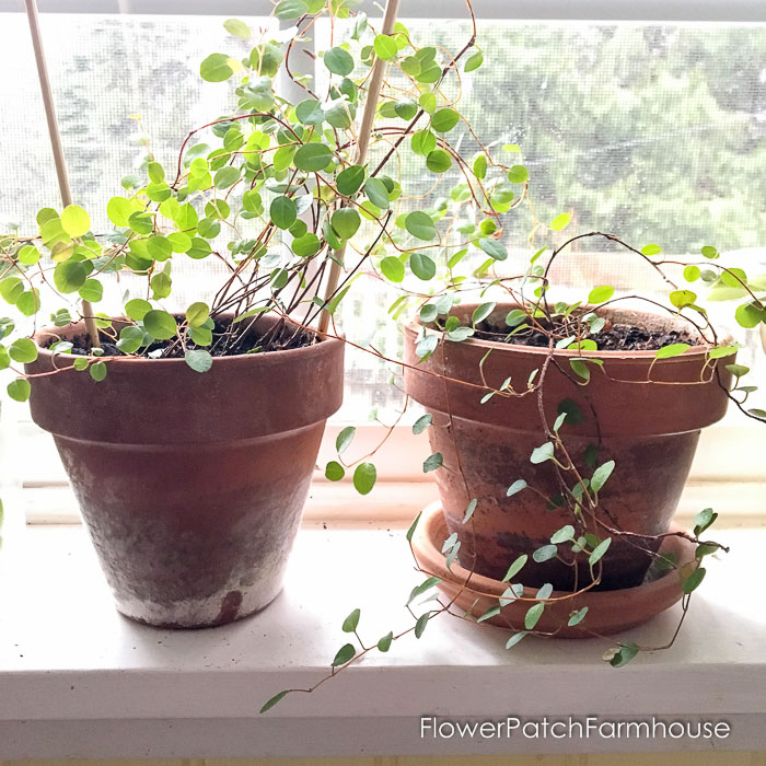 Wire vine (Muehlenbeckia axillaris) in terra cotta pots in window