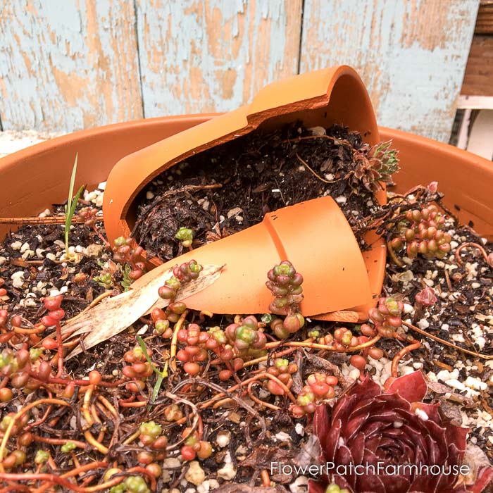 succulents in terra cotta pots