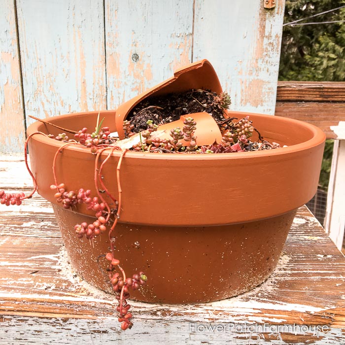 succulents and sedum in terra cotta pots