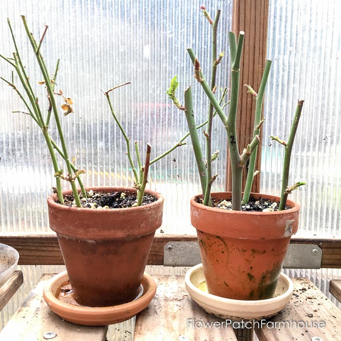 Rose cuttings rooting in terra cotta pots