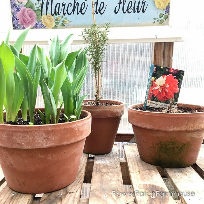 tulips, rosemary and a dahlia tuber in  terra cotta pots