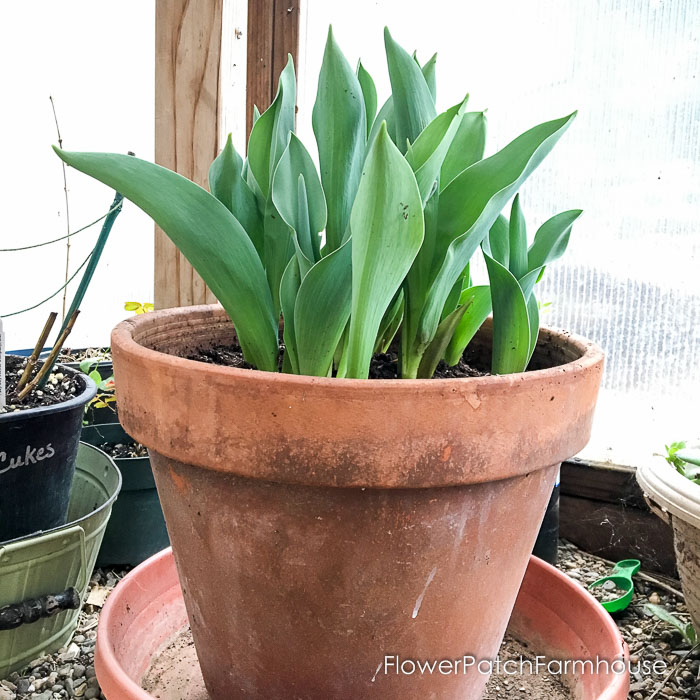 tulips growing in terra cotta pot