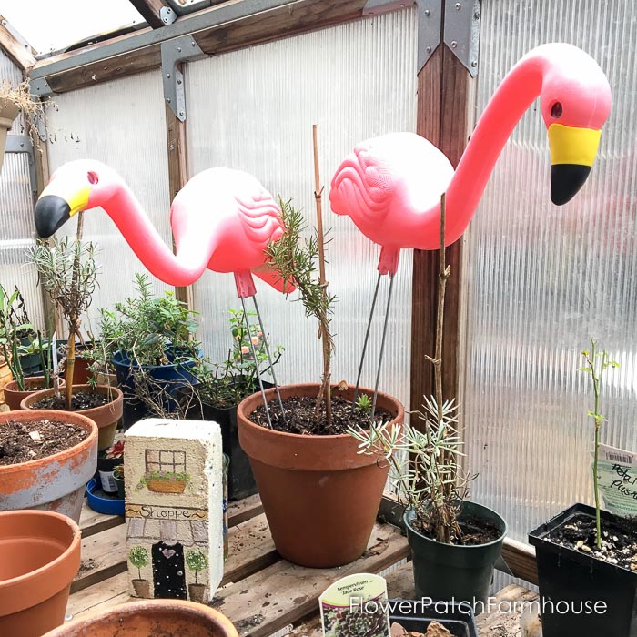 Rosemary plants in terra cotta pots with plastic flamingos in greenhouse