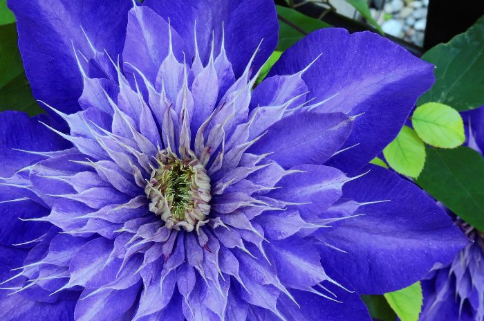 All about Clematis