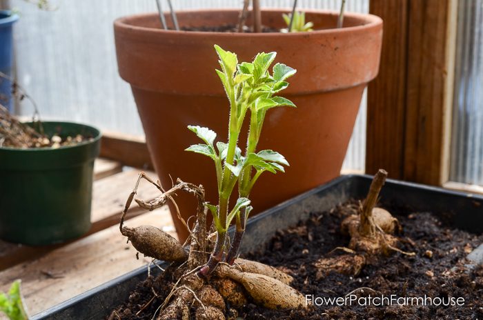 Dahlia sprouting in planting tray, Propagate Dahlias from Cuttings, Dahlia cuttings are a quick way to get more of what you love. 