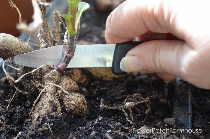 Cutting off the Dahlia sprout from mother tuber, Propagate Dahlias from Cuttings, Dahlia cuttings are a quick way to get more of what you love. 