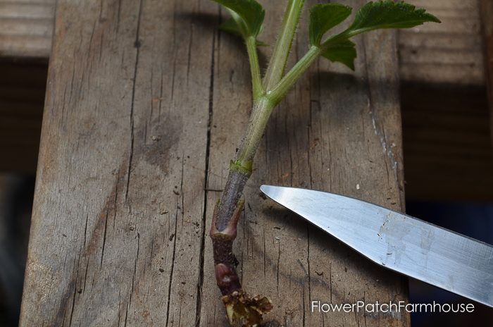 Dahlia start with leaves removed before dipping in rooting hormone, Propagate Dahlias from Cuttings, Dahlia cuttings are a quick way to get more of what you love. 