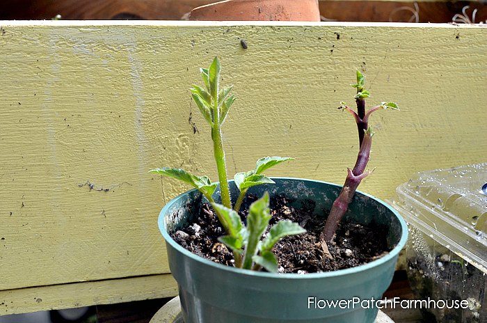 4 inch pot of dahlia cuttings growing, Propagate Dahlias from Cuttings, Dahlia cuttings are a quick way to get more of what you love. 