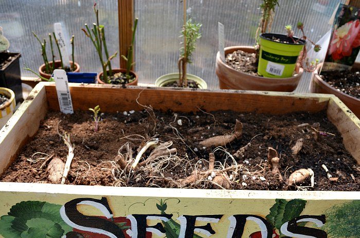 Dahlia tubers planted in wooden box of soil, Propagate Dahlias from Cuttings, Dahlia cuttings are a quick way to get more of what you love. 