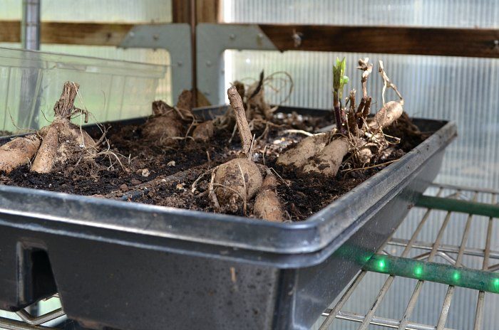 Dahlia tubers planted in plant tray of potting soil, visible sprouts, Propagate Dahlias from Cuttings, Dahlia cuttings are a quick way to get more of what you love. 