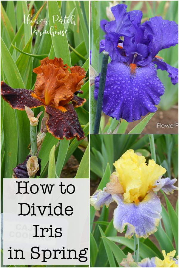 How to Divide Iris in Spring