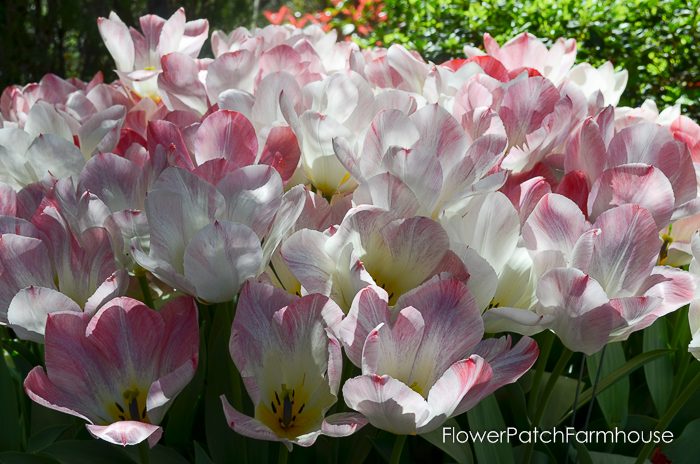 Tulips in Barrels 