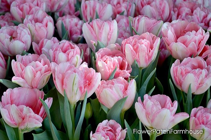 More tulips for you from Ironstone Vineyards in Murphys California. Wine country