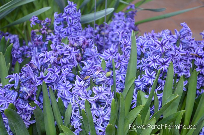 Hyacinths in Barrels at Ironstone