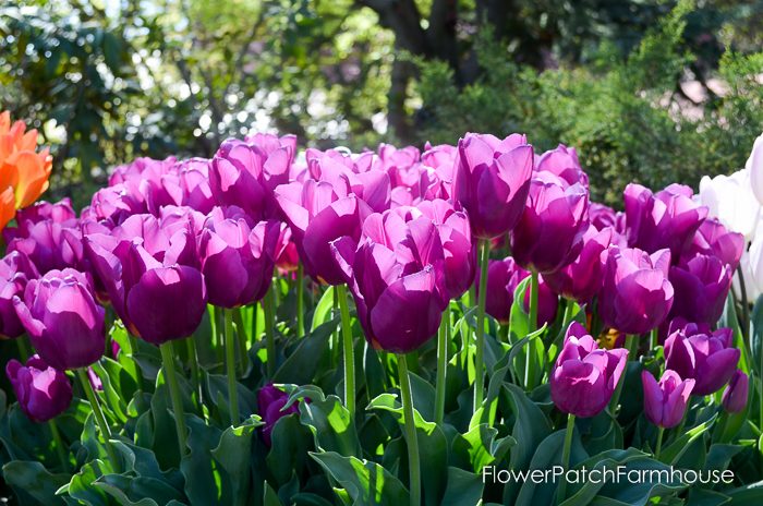 Tulips in Barrels at Ironstone