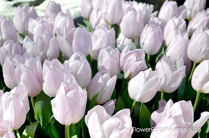 More tulips for you from Ironstone Vineyards in Murphys California. Wine country