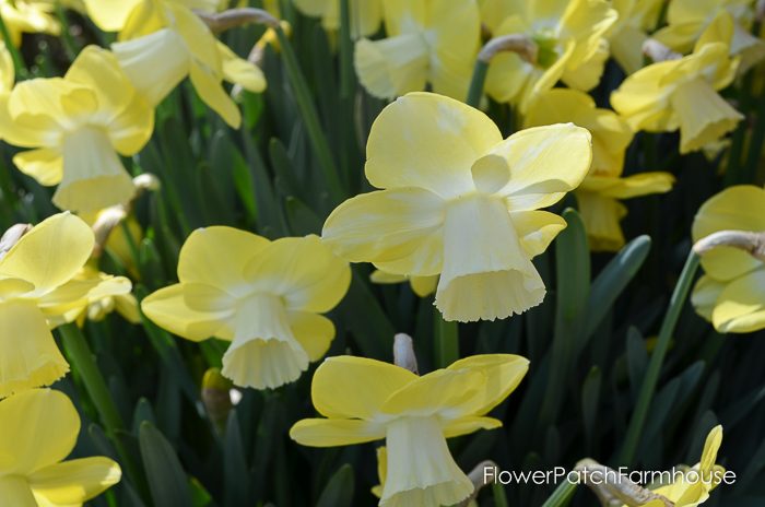 Ironstone Wineries Daffodils 2017, garden tour wine barrel container garden, Daffodils at Ironstone