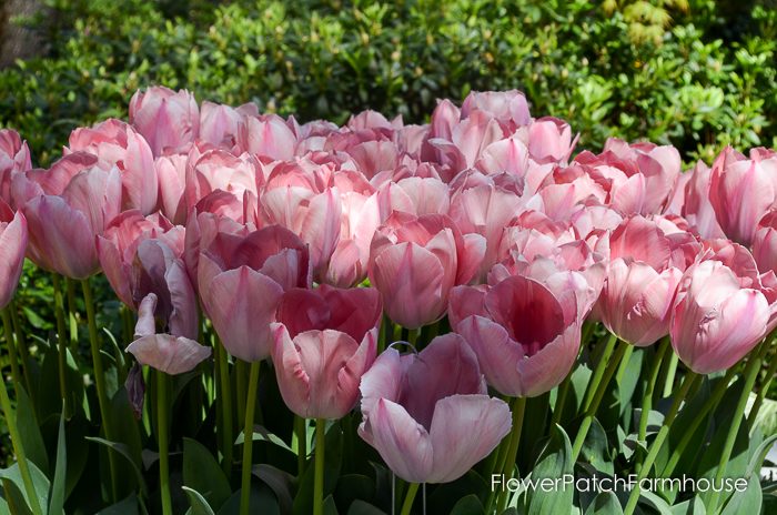 Tulips in Barrels at Ironstone