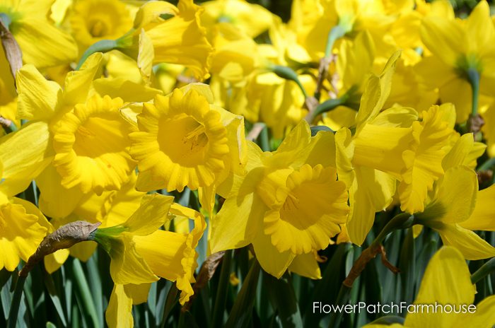 Ironstone Wineries Daffodils 2017, garden tour wine barrel container garden, Daffodils at Ironstone