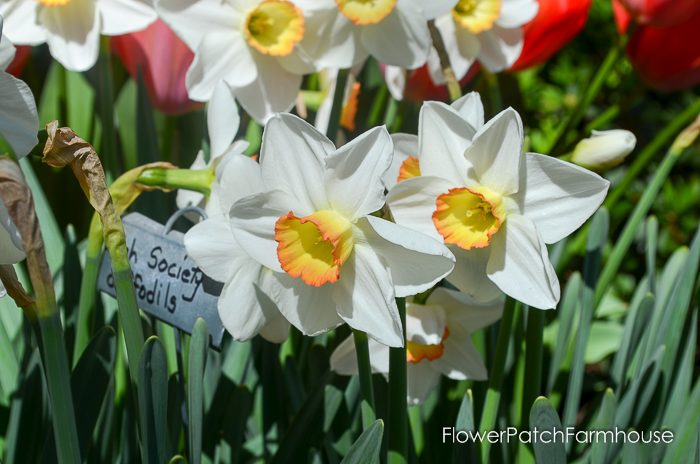 Ironstone Wineries Daffodils 2017, garden tour wine barrel container garden, Daffodils at Ironstone