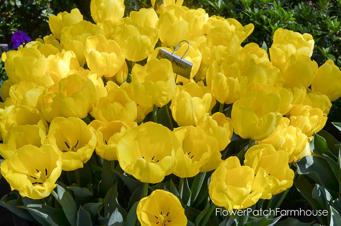 Tulips in Barrels at Ironstone