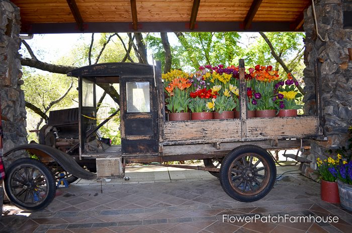 More tulips for you from Ironstone Vineyards in Murphys California. Wine country. Old truck to paint