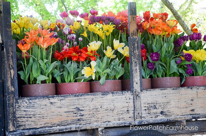 More tulips for you from Ironstone Vineyards in Murphys California. Wine country