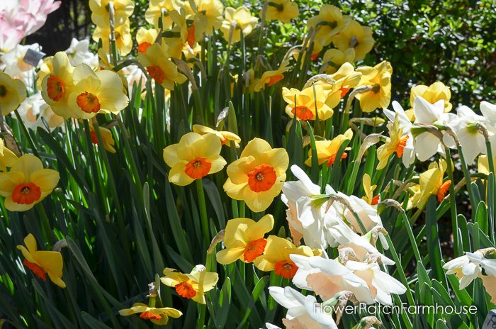 Ironstone Wineries Daffodils 2017, garden tour wine barrel container garden, daffodils at Ironstone