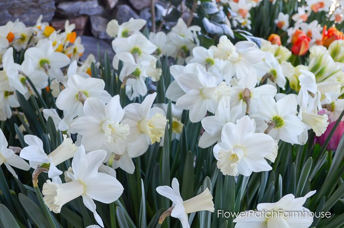 Ironstone Wineries Daffodils 2017, garden tour wine barrel container garden, Daffodils at Ironstone